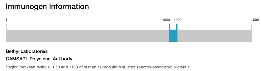 CAMSAP1 Polyclonal Antibody