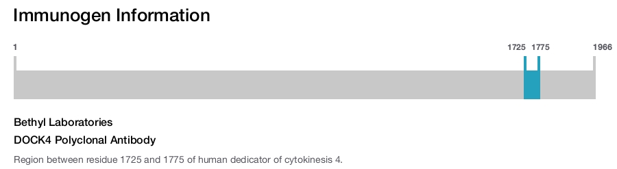 DOCK4 Polyclonal Antibody