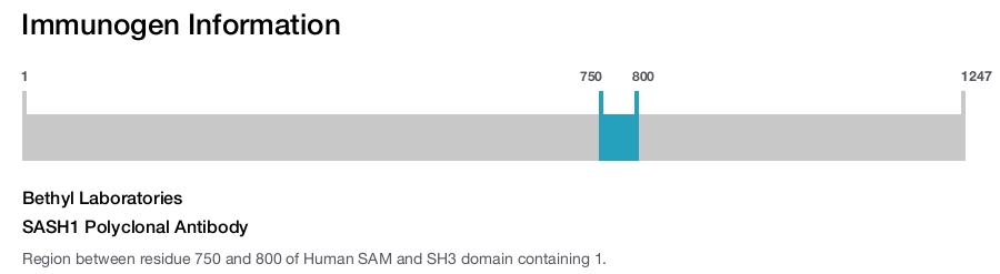 SASH1 Polyclonal Antibody
