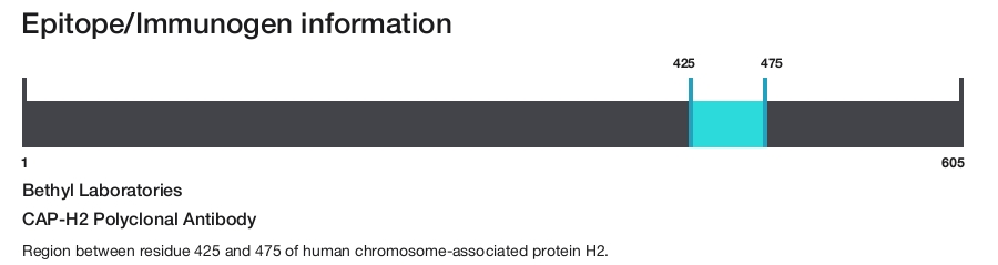 CAP-H2 Polyclonal Antibody