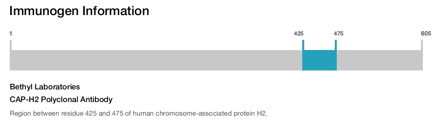CAP-H2 Polyclonal Antibody