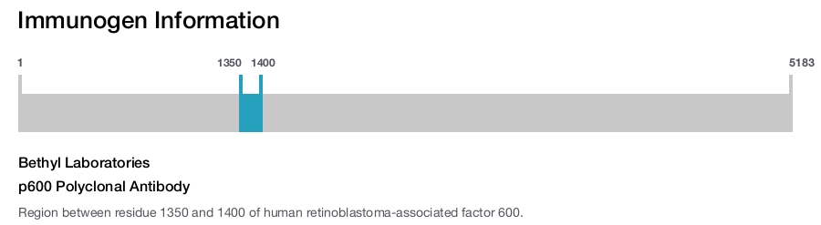 p600 Polyclonal Antibody