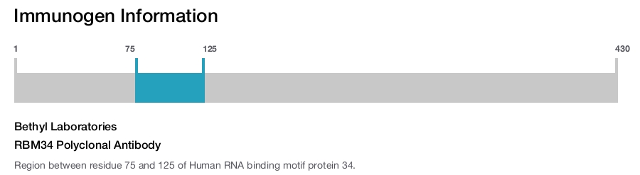 RBM34 Polyclonal Antibody