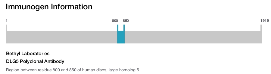 DLG5 Polyclonal Antibody