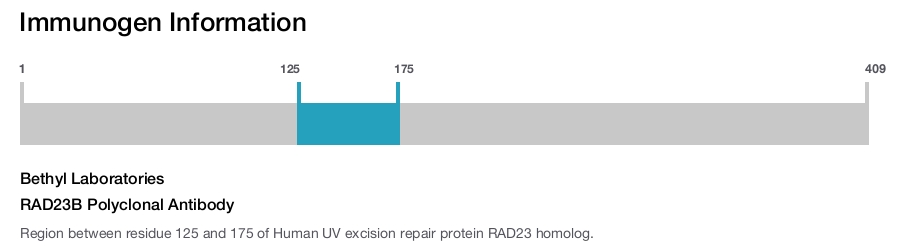 RAD23B Polyclonal Antibody
