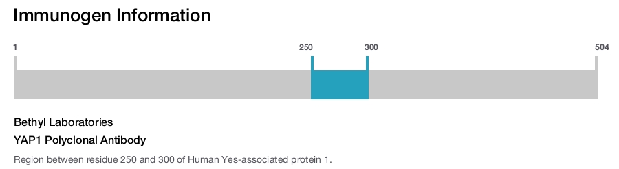 YAP1 Polyclonal Antibody