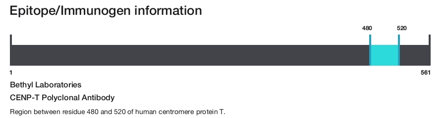 CENP-T Polyclonal Antibody