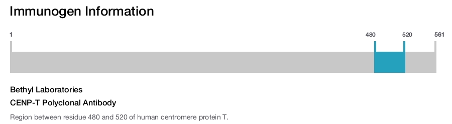 CENP-T Polyclonal Antibody
