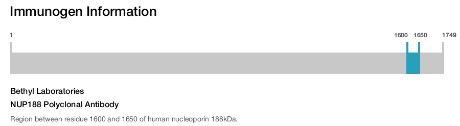 NUP188 Polyclonal Antibody