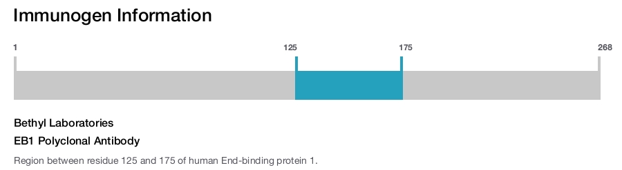 EB1 Polyclonal Antibody