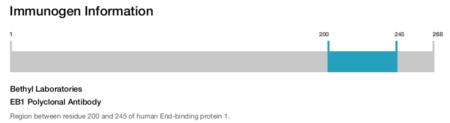 EB1 Polyclonal Antibody