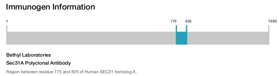 Sec31A Polyclonal Antibody