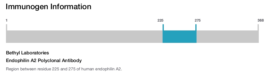 Endophilin A2 Polyclonal Antibody