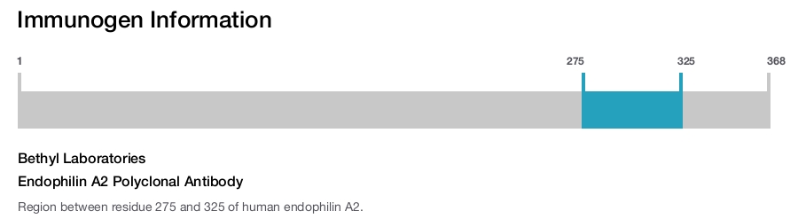Endophilin A2 Polyclonal Antibody