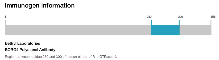 BORG4 Polyclonal Antibody