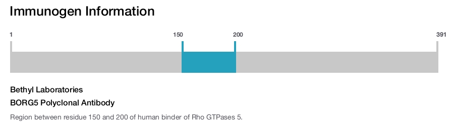 BORG5 Polyclonal Antibody