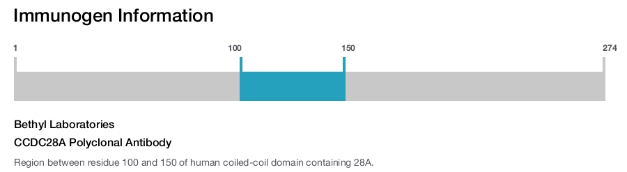 CCDC28A Polyclonal Antibody
