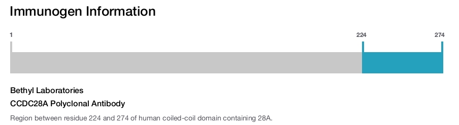 CCDC28A Polyclonal Antibody