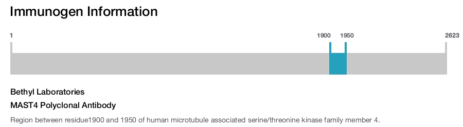 MAST4 Polyclonal Antibody