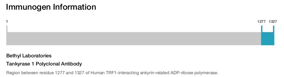 Tankyrase 1 Polyclonal Antibody