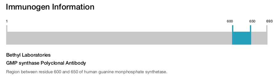 GMP synthase Polyclonal Antibody