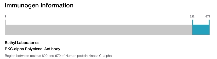 PKC-alpha Polyclonal Antibody