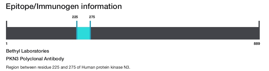 PKN3 Polyclonal Antibody