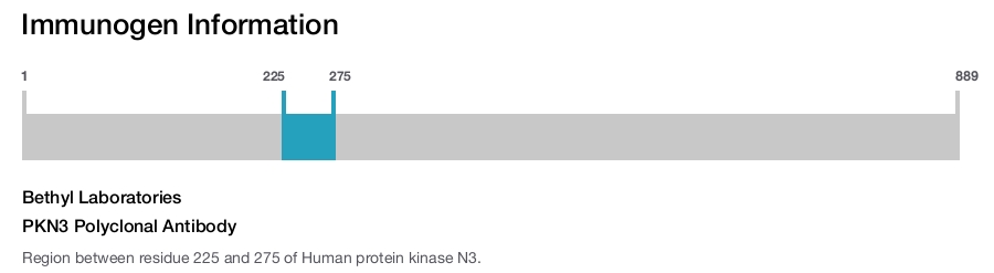 PKN3 Polyclonal Antibody