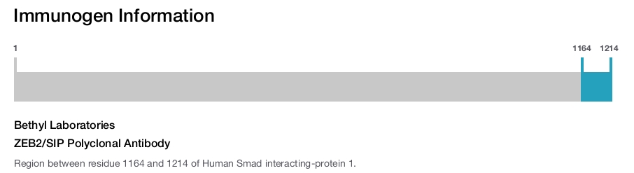 ZEB2/SIP Polyclonal Antibody