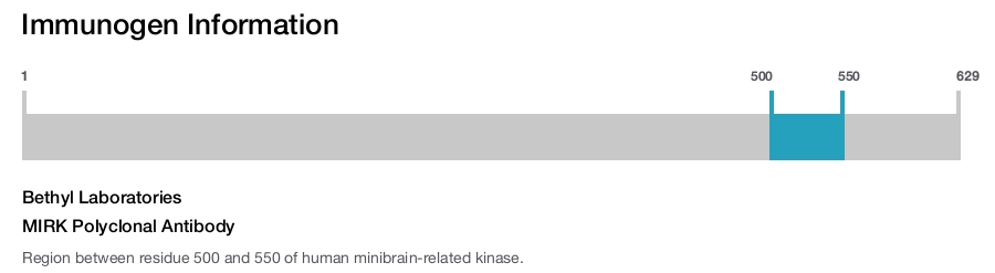MIRK Polyclonal Antibody
