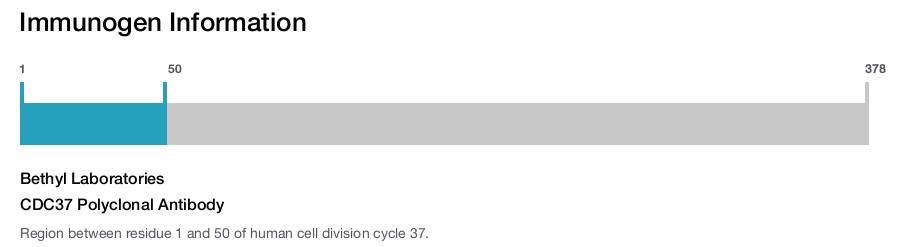CDC37 Polyclonal Antibody