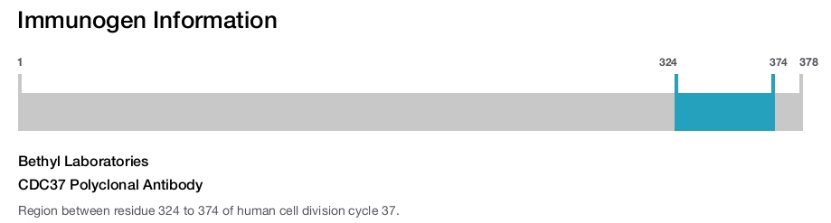 CDC37 Polyclonal Antibody