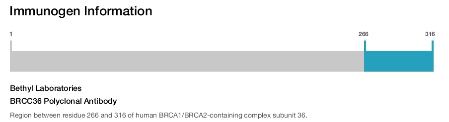 BRCC36 Polyclonal Antibody