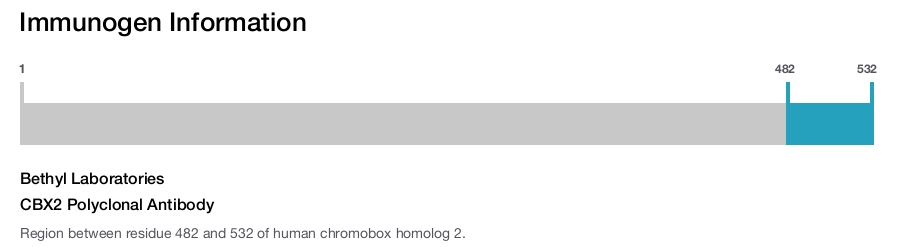 CBX2 Polyclonal Antibody