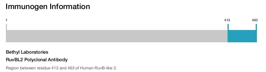 RuvBL2 Polyclonal Antibody