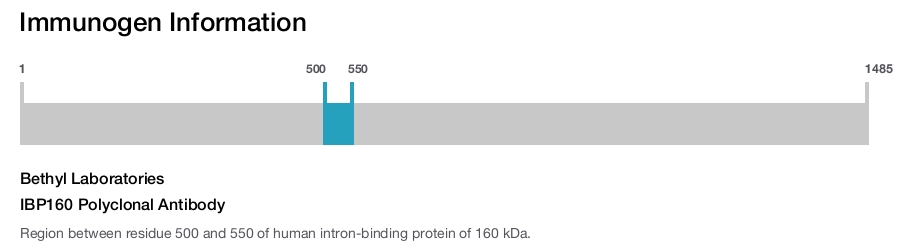IBP160 Polyclonal Antibody