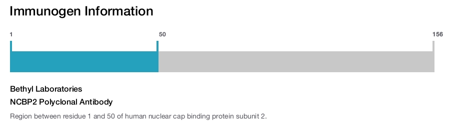 NCBP2 Polyclonal Antibody