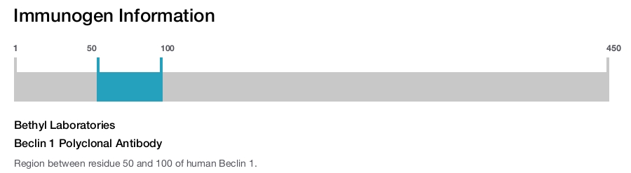 Beclin 1 Polyclonal Antibody