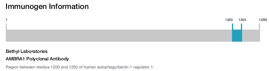AMBRA1 Polyclonal Antibody
