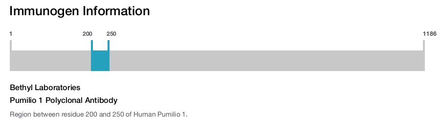 Pumilio 1 Polyclonal Antibody