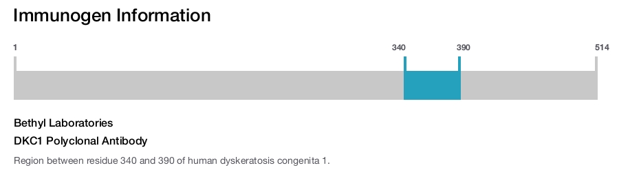 DKC1 Polyclonal Antibody