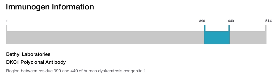 DKC1 Polyclonal Antibody
