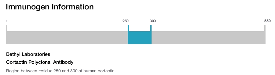 Cortactin Polyclonal Antibody