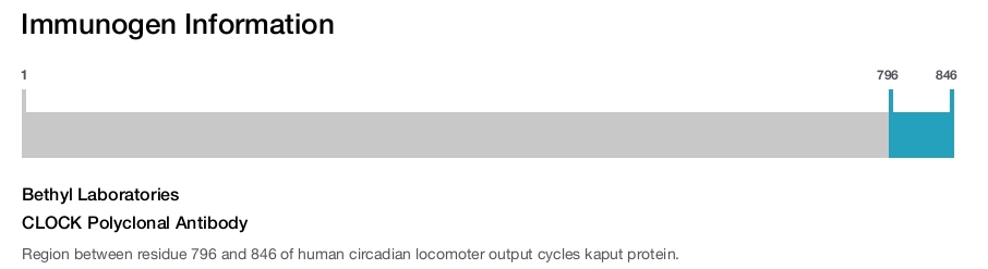 CLOCK Polyclonal Antibody