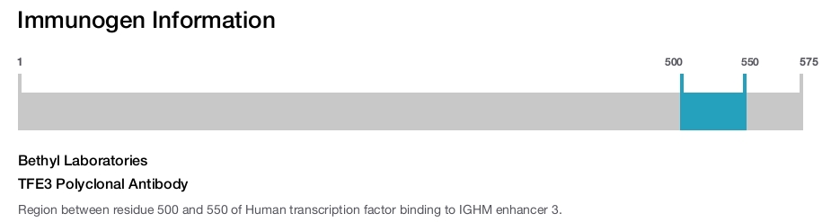 TFE3 Polyclonal Antibody