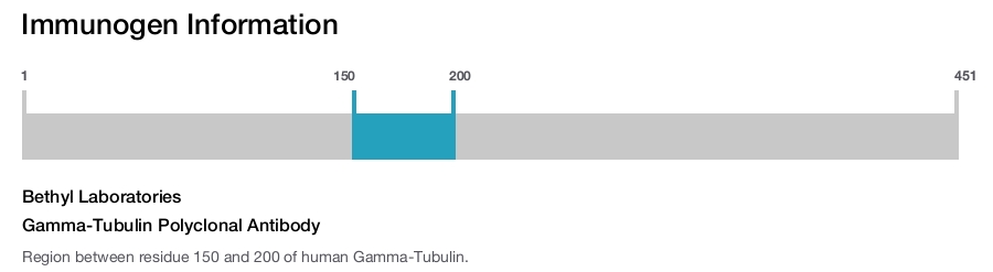 Gamma-Tubulin Polyclonal Antibody