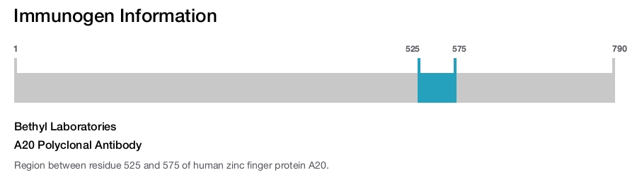 A20 Polyclonal Antibody