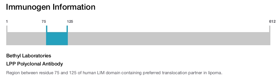 LPP Polyclonal Antibody
