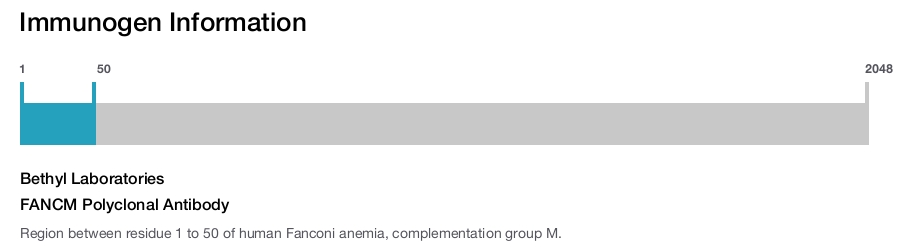 FANCM Polyclonal Antibody
