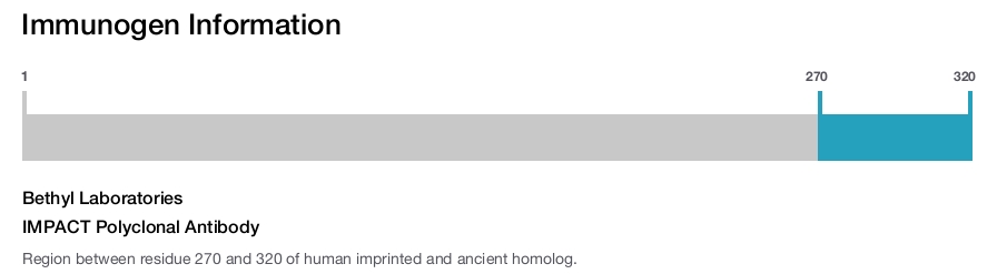 IMPACT Polyclonal Antibody